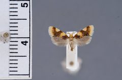 Callima nathrax by the Smithsonian. Used under a CC0 license.