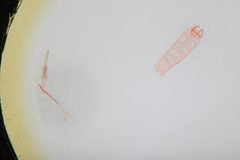 Carolana golmeia by the Smithsonian. Used under a CC0 license.