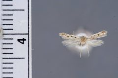 Carolana golmeia by the Smithsonian. Used under a CC0 license.