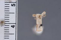 Decantha minuta by the Smithsonian. Used under a CC0 license.