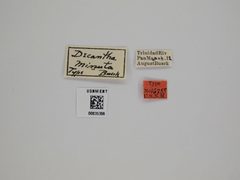 Decantha minuta by the Smithsonian. Used under a CC0 license.
