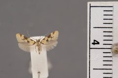 Decantha stonda by the Smithsonian. Used under a CC0 license.