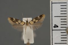 Decantha tistra by the Smithsonian. Used under a CC0 license.