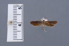 Mathildana flipria by the Smithsonian. Used under a CC0 license.