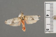 Oecophora roseicorpus by the Smithsonian. Used under a CC0 license.