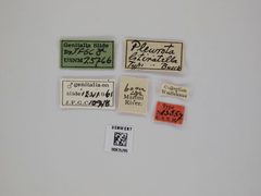 Pleurota literatella by the Smithsonian. Used under a CC0 license.