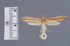 Pleurota literatella by the Smithsonian. Used under a CC0 license.