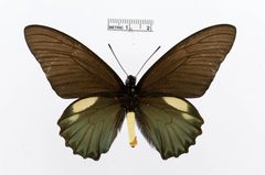 Battus belus by the Smithsonian. Used under a CC0 license.