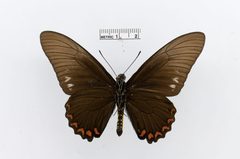 Battus lycidas by the Smithsonian. Used under a CC0 license.