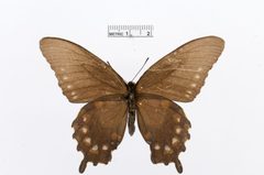 Battus philenor by the Smithsonian. Used under a CC0 license.