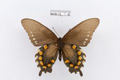 Battus philenor by the Smithsonian. Used under a CC0 license.