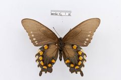 Battus philenor by the Smithsonian. Used under a CC0 license.