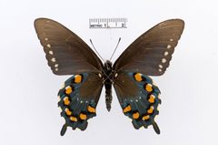 Battus philenor by the Smithsonian. Used under a CC0 license.