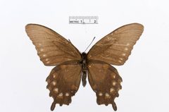 Battus philenor by the Smithsonian. Used under a CC0 license.