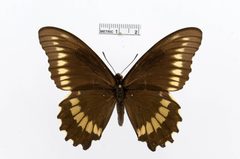Battus polydamas by the Smithsonian. Used under a CC0 license.