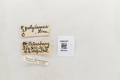 Battus polydamas by the Smithsonian. Used under a CC0 license.
