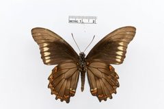 Battus polydamas by the Smithsonian. Used under a CC0 license.