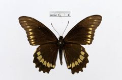 Battus polydamas by the Smithsonian. Used under a CC0 license.