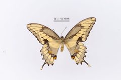 Papilio cresphontes var. maxwelli by the Smithsonian. Used under a CC0 license.