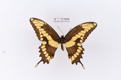 Papilio cresphontes var. maxwelli by the Smithsonian. Used under a CC0 license.