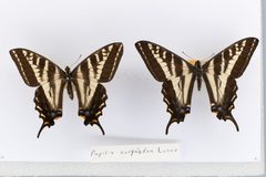 Papilio eurymedon by the Smithsonian. Used under a CC0 license.