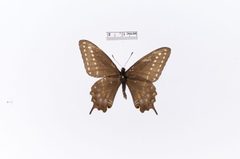 Papilio indra minori by the Smithsonian. Used under a CC0 license.
