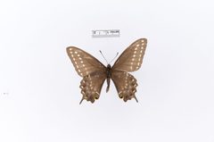 Papilio indra minori by the Smithsonian. Used under a CC0 license.