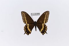 Papilio polyxenes var. curvifascia by the Smithsonian. Used under a CC0 license.