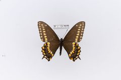 Papilio polyxenes var. curvifascia by the Smithsonian. Used under a CC0 license.