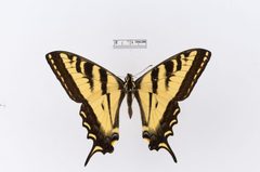 Papilio rutulus by the Smithsonian. Used under a CC0 license.