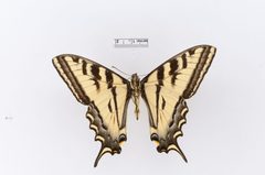 Papilio rutulus by the Smithsonian. Used under a CC0 license.