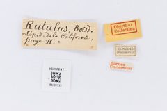 Papilio rutulus by the Smithsonian. Used under a CC0 license.