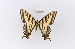 Papilio rutulus var. arizonensis by the Smithsonian. Used under a CC0 license.