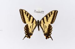 Papilio rutulus var. arizonensis by the Smithsonian. Used under a CC0 license.