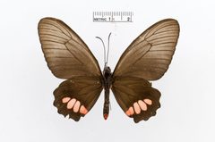 Parides anchises by the Smithsonian. Used under a CC0 license.