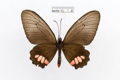 Parides anchises by the Smithsonian. Used under a CC0 license.
