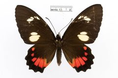 Parides childrenae by the Smithsonian. Used under a CC0 license.