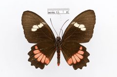 Parides iphidamas by the Smithsonian. Used under a CC0 license.