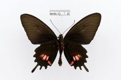 Parides tros by the Smithsonian. Used under a CC0 license.