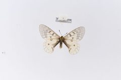 Parnassius clodius var. altaurus by the Smithsonian. Used under a CC0 license.