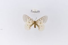 Parnassius clodius var. altaurus by the Smithsonian. Used under a CC0 license.