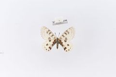 Parnassius orleans bourboni by the Smithsonian. Used under a CC0 license.