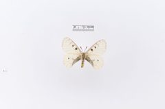 Parnassius smintheus var. nanus by the Smithsonian. Used under a CC0 license.