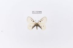 Parnassius smintheus var. nanus by the Smithsonian. Used under a CC0 license.