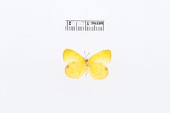 Abaeis chamberlaini by the Smithsonian. Used under a CC0 license.