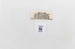 Abaeis chamberlaini by the Smithsonian. Used under a CC0 license.