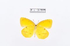 Abaeis nicippe by the Smithsonian. Used under a CC0 license.