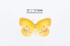 Abaeis nicippe by the Smithsonian. Used under a CC0 license.
