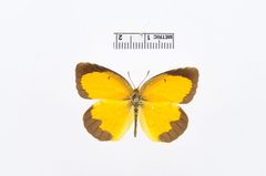 Abaeis nicippe by the Smithsonian. Used under a CC0 license.