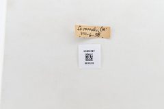 Abaeis nicippe by the Smithsonian. Used under a CC0 license.